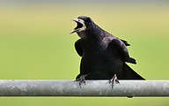 01 Rook (Corvus frugilegus)